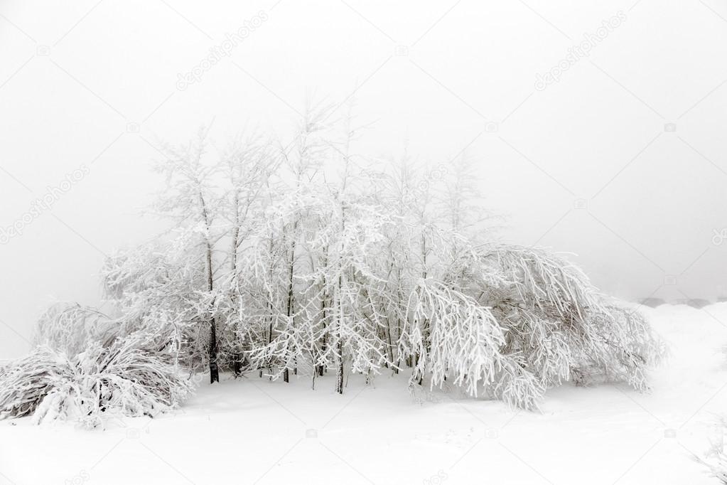 Pine trees in the snow in front of a blizzard  
