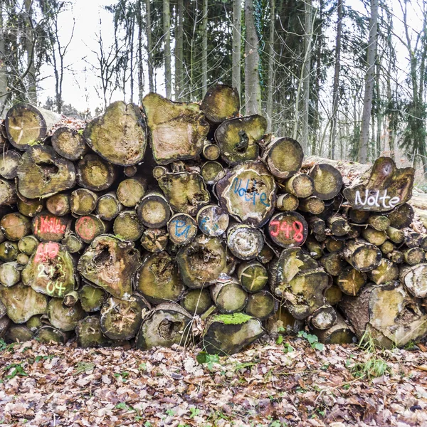 Груда древесины в лесу — стоковое фото