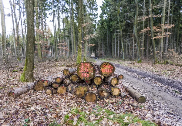 Tas de bois dans la forêt — Photo