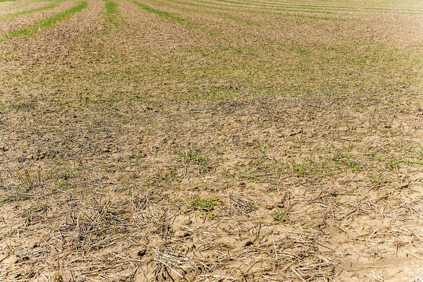 Fondo del campo después de la cosecha —  Fotos de Stock