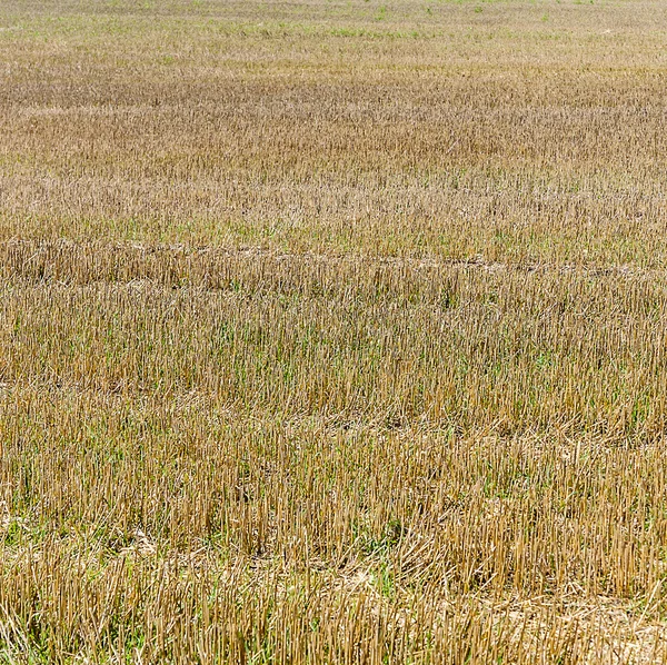 Background of field after harvest — Stock Photo, Image