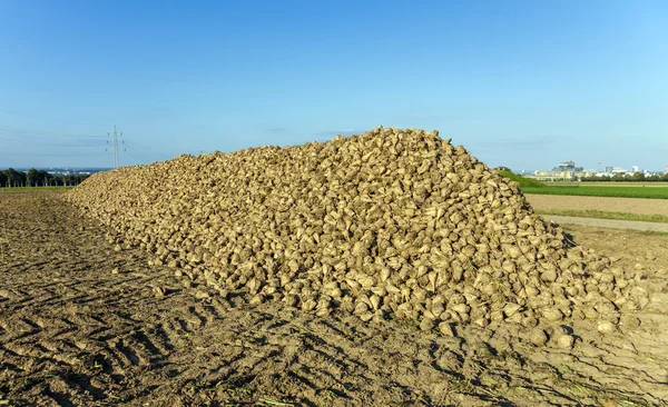 Acres with sugar beets after harvest — Stock Photo, Image