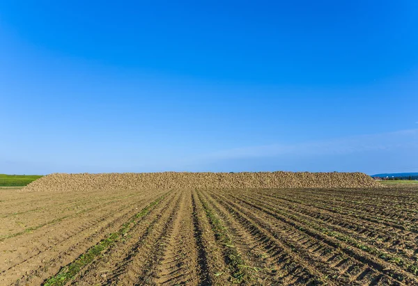 Tunnland med indiska majs i gyllene ljus — Stockfoto