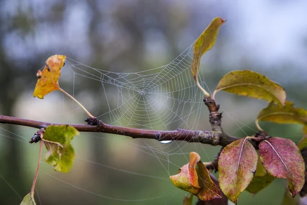 Closeup of spider net at a tree — Stock Photo, Image