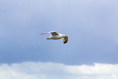 derin karanlık gökyüzü altında uçan güvercin 