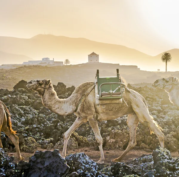 Camelos ao pôr do sol — Fotografia de Stock