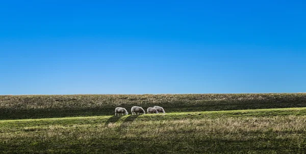 Ovelhas pastando no dique — Fotografia de Stock