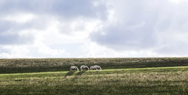 Овцы пасутся у дамбы — стоковое фото
