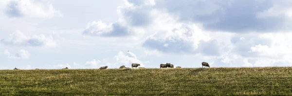 Pecore al pascolo presso la diga — Foto Stock