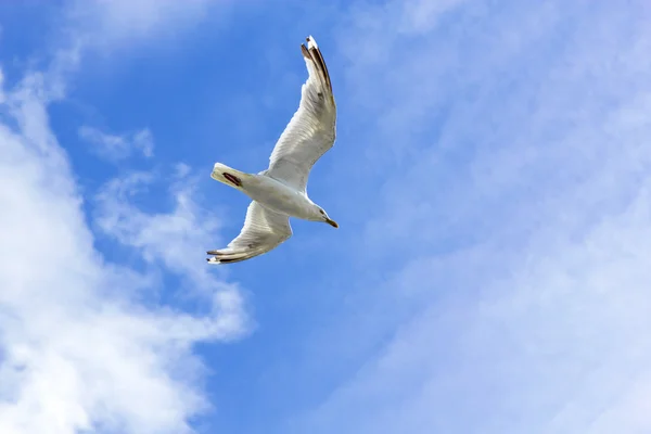 Pombo voando sob o céu azul com nuvens — Fotografia de Stock