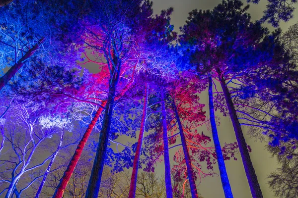 Veranstaltung winterlichter im Palmengarten — Stockfoto