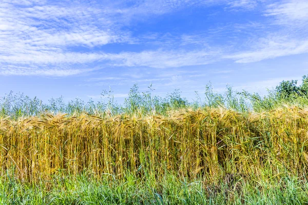 Campo de milho amarelo em detalhe — Fotografia de Stock