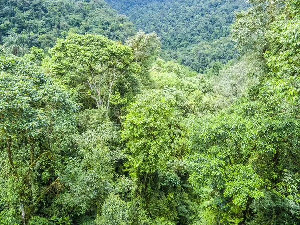 Foresta pluviale verde zona della giungla — Foto Stock