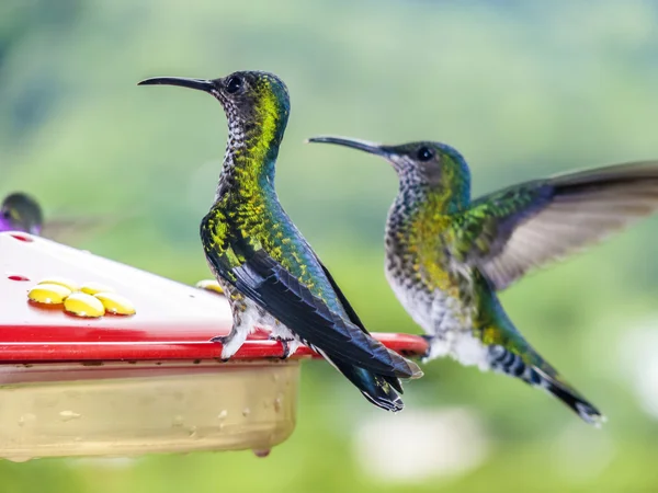 Kolibry w Brazylii — Zdjęcie stockowe