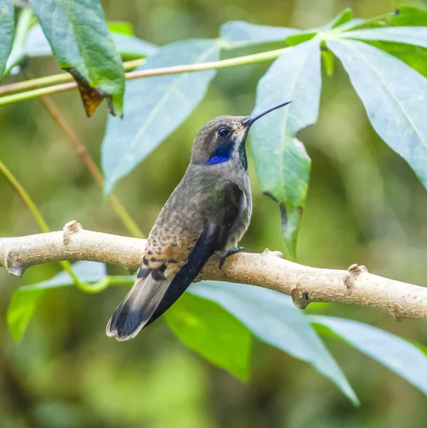 Colibríes en Brasil — Foto de Stock