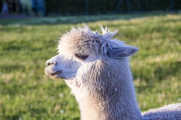 Retrato de Alpaca —  Fotos de Stock