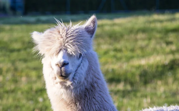 Retrato de Alpaca —  Fotos de Stock