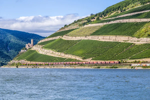 Beautiful vineyards at  the rhine valley in Ruedesheim with trai — Stock Photo, Image