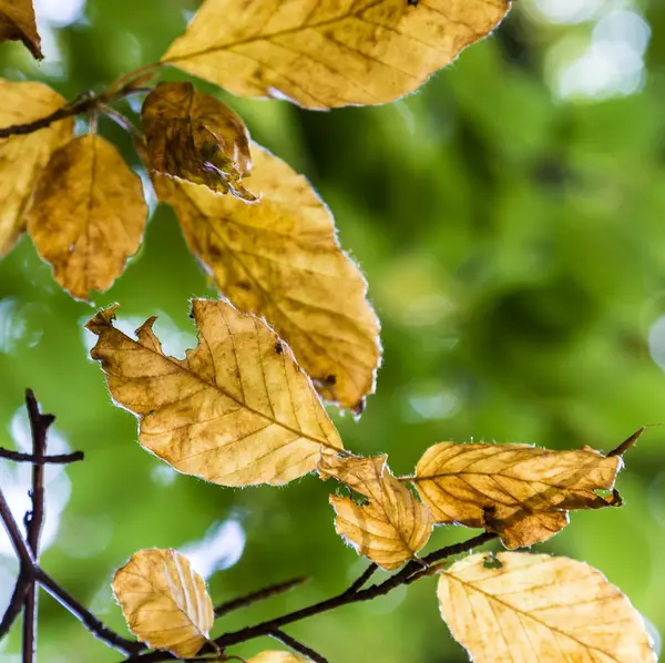 Bahçede desen huş ağacı yaprakları — Stok fotoğraf