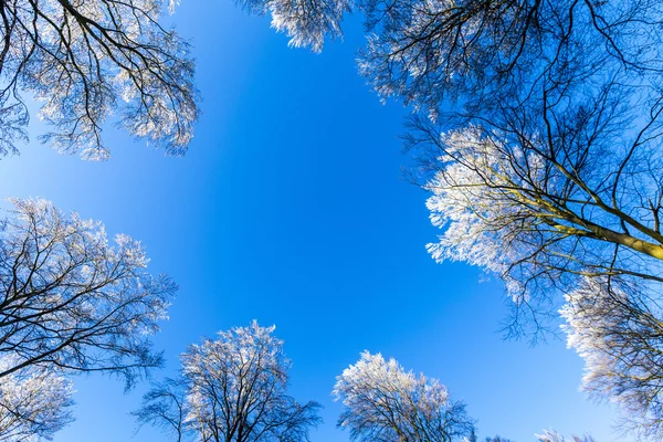 Dalları mavi gökyüzü altında kar kaplı — Stok fotoğraf