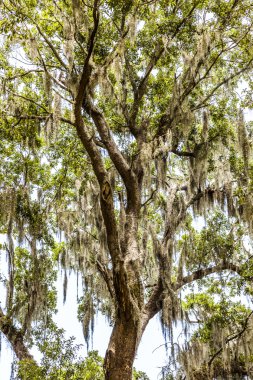 Güney Carolina güzel meşe Sokağı 