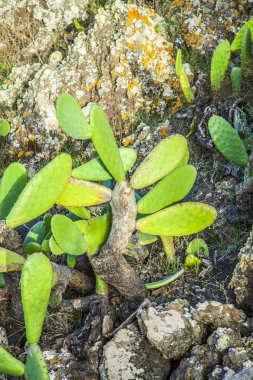 detay büyük kaktüs