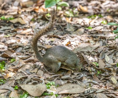 Sincap yaz bahçesinde eşyalarını korur