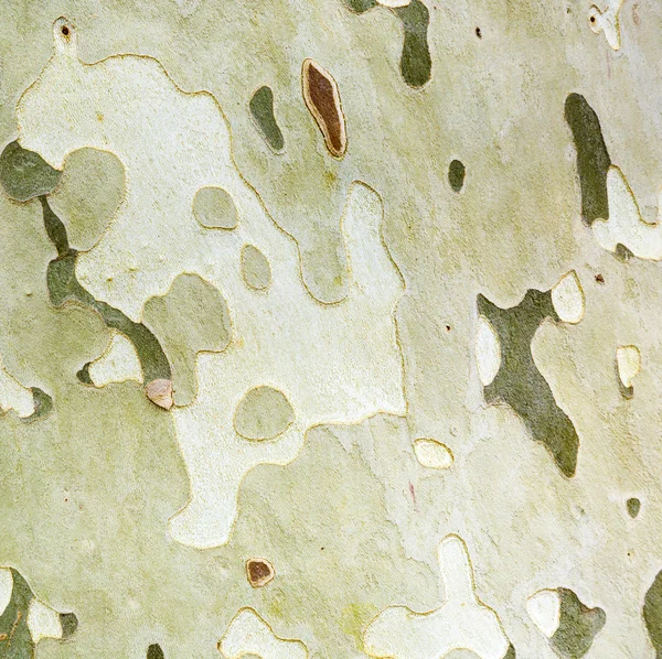 Plane bark — Stock Photo, Image