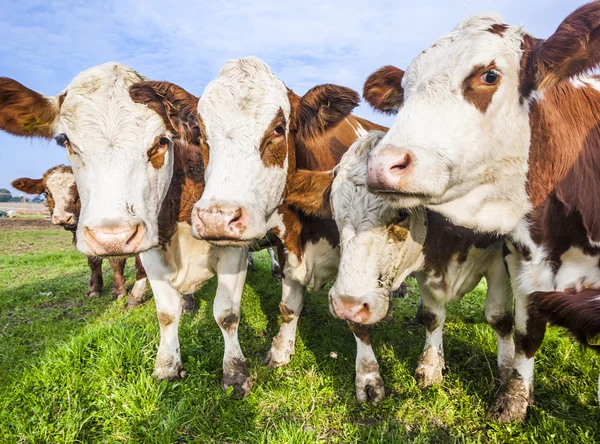 Cattles at a meadow waiting for feeding — Stock Photo, Image