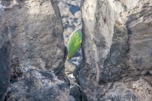 Dettaglio di cactus di grandi dimensioni — Foto Stock