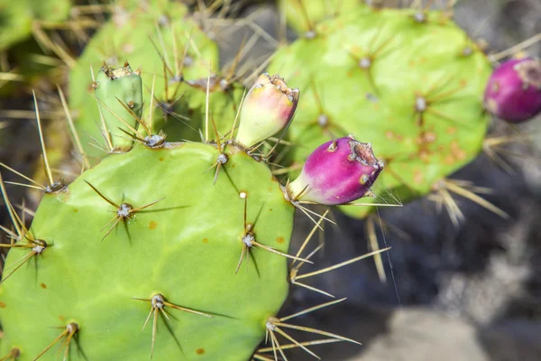 Piękne wiatrak w lanzarote — Zdjęcie stockowe