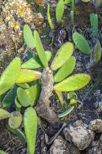 大仙人掌的细节 — 图库照片