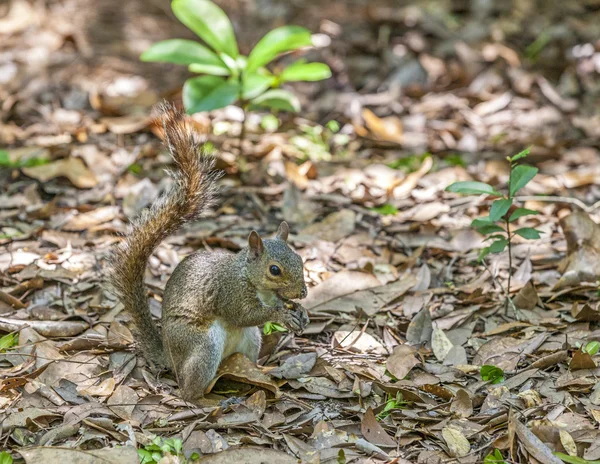 Esquilo no jardim de verão protege seus pertences — Fotografia de Stock