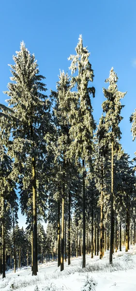 Las ramas cubiertas de nieve de un árbol bajo el cielo azul — Foto de Stock