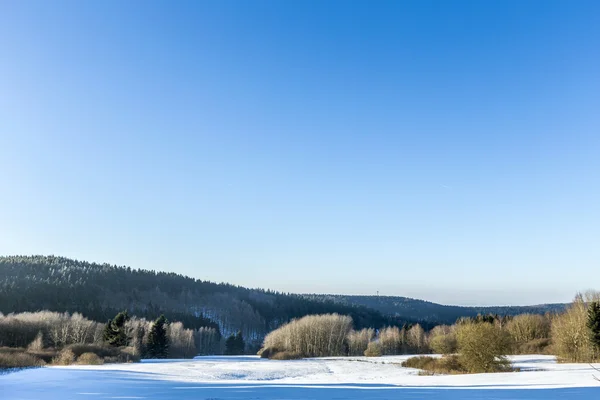 Snön täckte grenarna i ett träd under blå himmel — Stockfoto