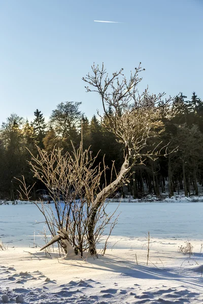 Neve coberto ramos de uma árvore abaixo do céu azul — Fotografia de Stock