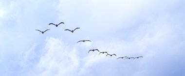 Pelikan koyu bulutlar altında uçan