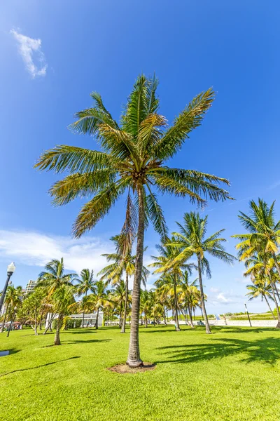 ชายหาดไมอามี่ที่สวยงามพร้อมต้นปาล์ม — ภาพถ่ายสต็อก