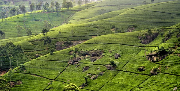 Zöld póló terrasses a Srí Lankáról highland — Stock Fotó