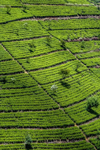 Groene tee terrasses in de hooglanden van Sri Lanka in de mist in de buurt van — Stockfoto