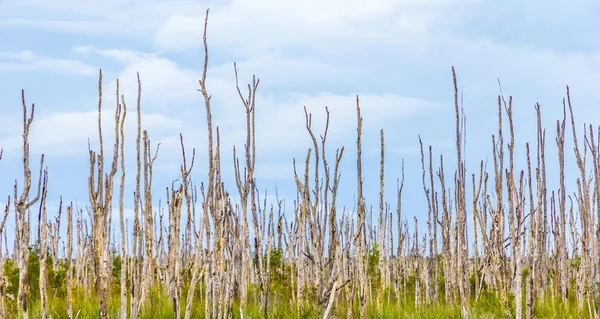 Bažinatá oblast s mrtvých stromů v everglades — Stock fotografie
