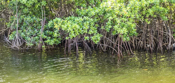 Planten groeien op de oever van het meer — Stockfoto