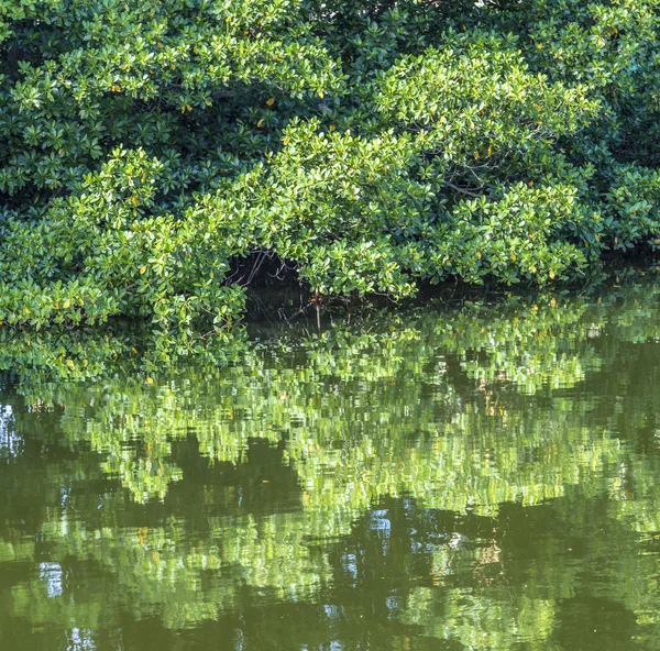 Planten groeien op de oever van het meer — Stockfoto