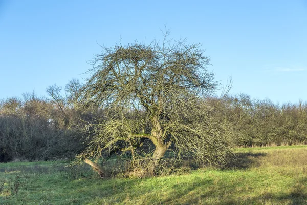 Melo in autunno sotto il cielo blu — Foto Stock