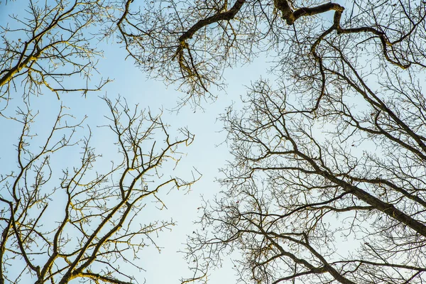 Silhuetas de carvalhos — Fotografia de Stock