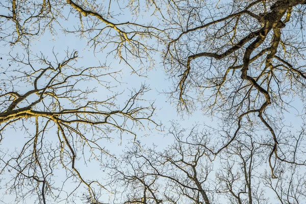 오크 나무의 실루엣 — 스톡 사진
