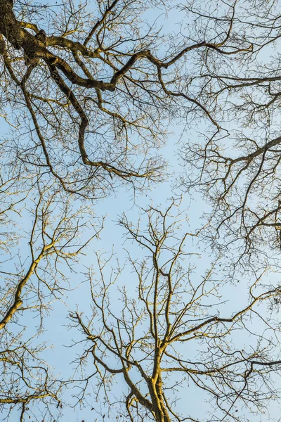 オークの木のシルエット — ストック写真