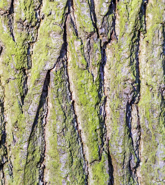 Stromové kůry textury pozadí (dub) — Stock fotografie