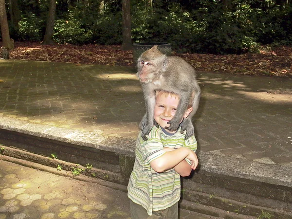 Macacos na área do templo atacam turistas — Fotografia de Stock