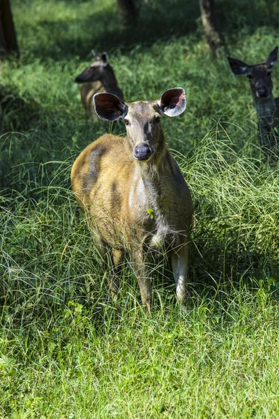 Antilopy v národním parku Sariska v Indii — Stock fotografie